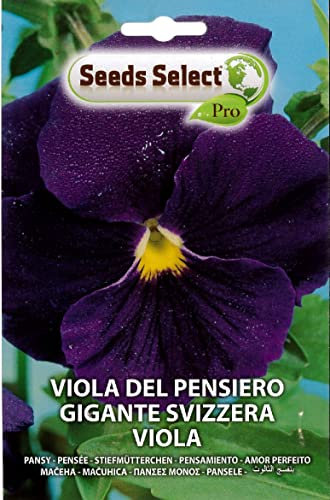 VIOLA DEL PENSIERO GIGANTE SVIZZERA VIOLA SEME IN BUSTINA