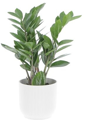 KENTIS - Zamioculcas Zamiifolia - Piante Vere da Appartamento - Pianta Purificante Aria - Facile Cura - H 25-35 cm Vaso Ø 12 cm