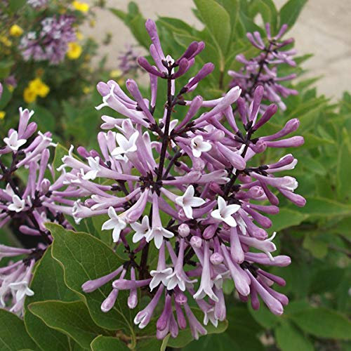 Syringa Patula 'Miss Kim'- Lilas de Chine 'Miss Kim' 40-60 cm en conteneur