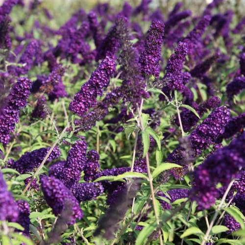 Buddleja 'Black Knight' Butterfly Bush - Fragrant Indigo-Blue Flowers, Easy-Care, Hardy Shrub for Attracting Butterflies – 2X 3 Litre Potted Plant by Thompson & Morgan