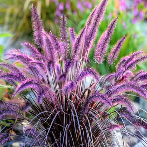 Set 3 Fountain Grass Plants Live Clumps for Planting Your Garden, 4-8 Inch Tall, Ornamental Grasses Live Plants Perennial (Purple Fountain Grass)