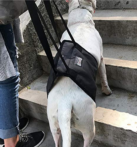 Supporto per Cane Imbracatura di Riabilitazione Assistere Sling per Cani Anziano Disabilità Ferito (Grigio, L)