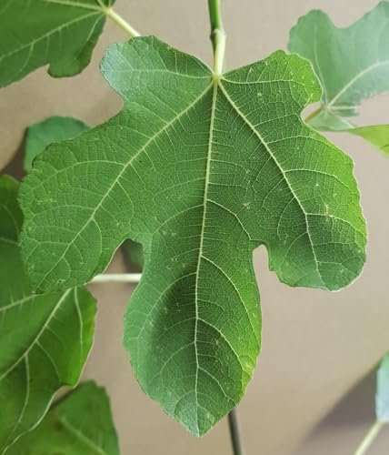 Ficus carica 'Terza' / Figuier 'Quinta' / Conteneur de 1 à 1.9 litres/Fruitier