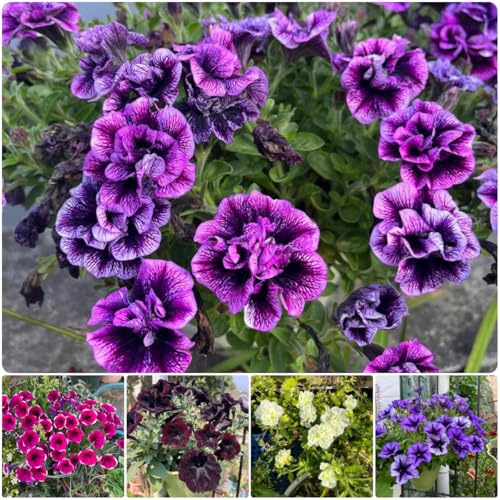 semillas de petunia en pie, silvestres, jardín perennes resistentes, 180pcs
