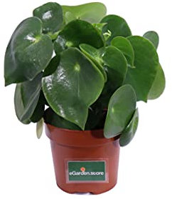 Pianta di Peperomia Polybotrya pianta da interno pianta da appartamento pianta tropicale pianta succulenta pianta grassa pianta di Peperomia ornamentale pianta vera venduta da eGarden.store