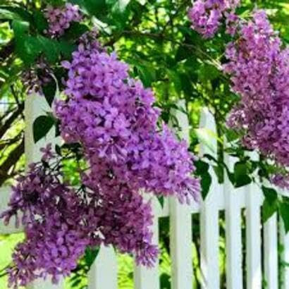 60pieces Purple Common Lilac Flower Seeds