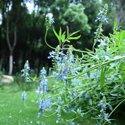 Semillas de salvia - Salvia japonica - semillas para camas elevadas perennes 250pcs