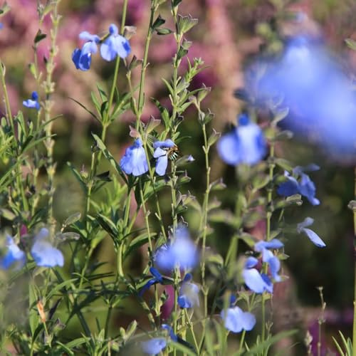 salbeisamen winterharte garten sträucher salbei hochbeet winterharte kübelpflanzen pflanzensamen wildblumen kräuterpflanzen teingartenpflanzen winterhart gartenblumen balkon 400samen