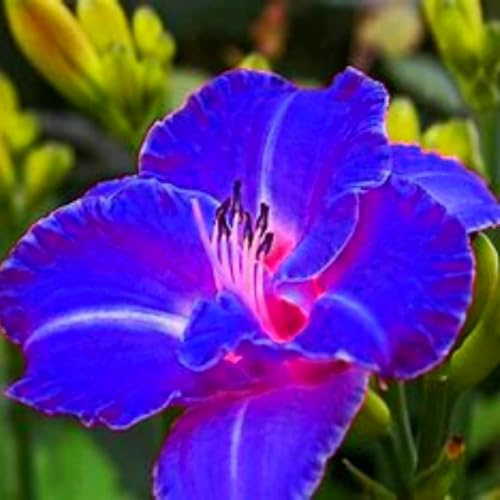 Bulbi di emerocallide (senza semi, non artificiali), colore raro, bulbo da fiore perenne e resistente, perfettamente adattato a qualsiasi ambiente-8 Bulbi-D