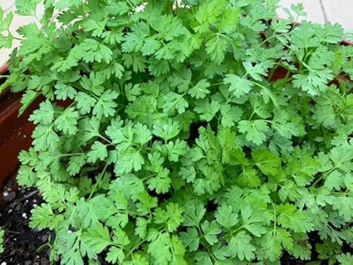 1 Pack of 1250 SEEEDS Chervil