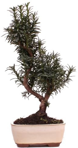 Bonsai - Taxus media, Eibe 223/94