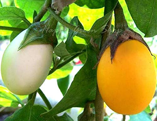 Aubergine Golden Eggs - 20 Seeds + Freebie + Plant Tag - Solanum melongena
