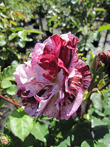 Strauchrose Colibri ® Farbfestival - Rosa Colibri ® Farbfestival - Meilland Rose