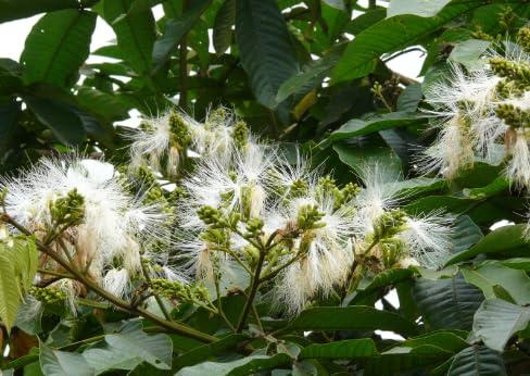 VIVAIO GARDEN FOREST Inga Edulis – Albero da Frutto Tropicale “Ice Cream Bean” – Pianta Esotica da Collezione – Altezza circa 90 cm – Pianta in Vaso 19 cm