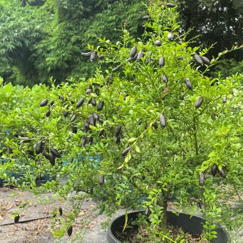 Semi di lime - semi di da frutto colonnari da frutto colonnare resistenti nani, resistenti vecchie varietà per gli amanti del giardino 100pcs