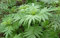 Semi di piante verdi Menta Huacatay 100 pezzi freschi