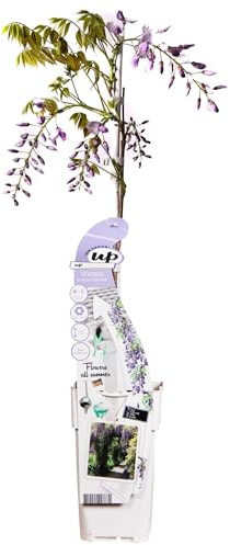 Glycine 'Caroline' – 65 cm – Ø15 – Planta trepadora florida