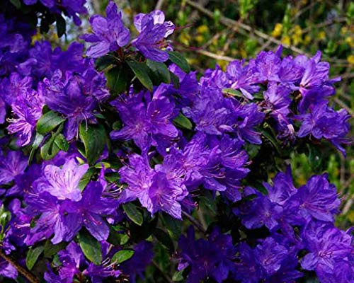 Generic Fresh 100 pcs Rhododendron Azalea Flower Seeds for Planting Purple 1