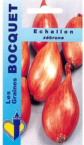 Sachet de graines de Echalion Zébrune - type cuisse de poulet - 1 g - légume racine - LES GRAINES BOCQUET