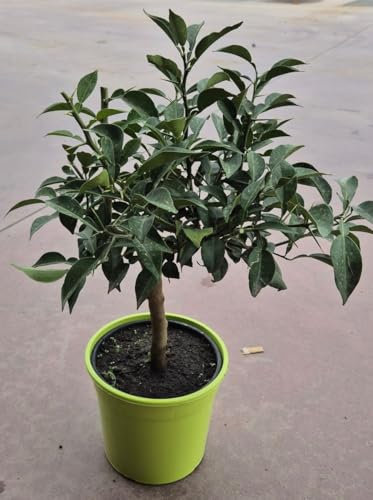 Citrus junos Yuzu ca. 50 cm - Exotische Zitrusfrucht für Garten und Balkon - frosthart bis -12°C