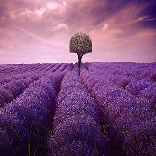 Lavender - Lavendula ANGUSTIFOLIA - HIDCOTE Blue - 1 GM ~ 1200 Seeds