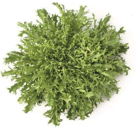 Approx 5 Seeds of Vegetable Endive Korbi RZ