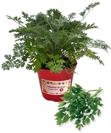P. Piantine da Orto | Levistico, Pianta in Vaso Diametro 14 cm, Pianta Pronta per il Trapianto, Pianta Vera da Esterno, Piantina Aromatica per Balcone o Terrazzo, Vivaio Italiano