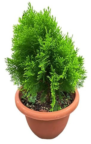 Thuja Natural Conífera Perenne - DECOALIVE - Arbusto para Jardines o Terrazas