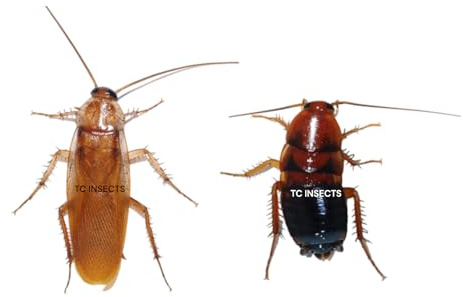 25+ Adult | Red Runner Roaches | Blatta Lateralis | Live Feeder Insects Cockroach Starter Colony Cricket & Dubia Replacement