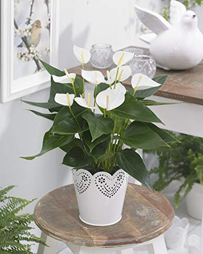 Weise Anthurium Spitzenblatt farbenfrohe blühende dekorative innenpflanze| 13cm Topf