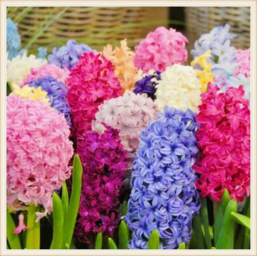 Hyazinthenzwiebel Winterhart MehrjäHrig,Hyazinthe Kaufen Hyazinthen Rhizome Hyazinthen Pflanzen Winterhart,MehrjäHrige Knollenpflanze Im Topf Pflanzen-4zwiebeln-e