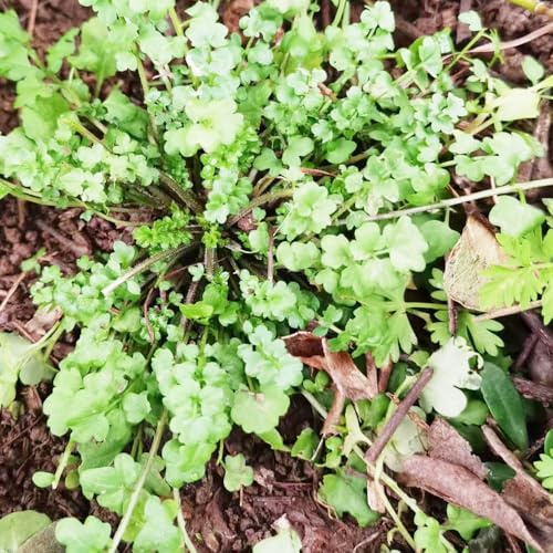 Semillas de limnanthes - jardín de aromáticas semillas silvestres silvestres del suelo productos sostenibles resistentes 200pcs