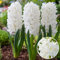 Plant in a Box - Hyacinthus Carnegie x10 - Carnegie Hyazinthe Zwiebeln - Blumenzwiebeln Winterhart für Garten, Terrasse oder Balkon