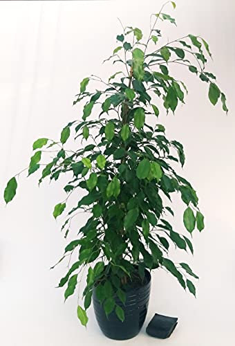 POWERS TO FLOWERS - FICUS BENJAMIN VERDE IN VASO CERAMICA NERO A RIGHE, ALTEZZA 120cm, pianta vera
