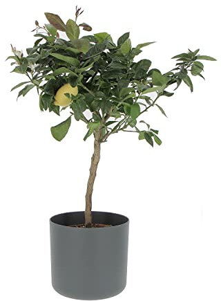 KENTIS - Citronnier - Plante Citrus Limon - Vraies Plantes d'Extérieur - Arbres Fruitiers en Pot - H 70-80 cm Ø 20 cm