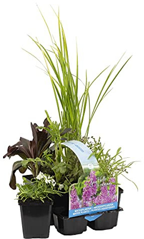 6 mezclas de plantas de estanque perfumadas, zona 2 y 3, fácil de limpiar, 9 cm, 15-25 cm