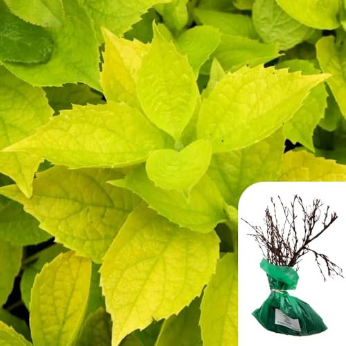 1 x Rosa Philadelphus coronarius Aureus – Golden Yellow Shrub, RHS Award-Winning, Pollinator-Friendly, Hardy, Fragrant, Ideal for Hedges & Borders - When Only The Best Will Do - Top Grade “A” Roses