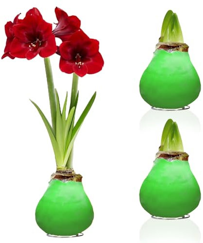 Amaryllis Bulbe Vert en cire - 2 pièces - Collection de bulbes - Bulbes à fleurs grand format 26/28 -Naturelle plantes de Hollande - Hippeastrum (pas de graines, non artificielle)