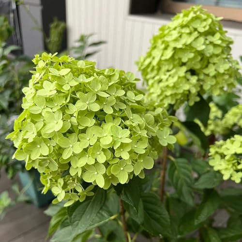 50 pcs Rispenhortensie Samen - Hydrangea Paniculata, bienenfreundliche blumensamen winterharte pflanzen Rispenhortensien Winterhart Pflanze, kübelpflanzen winterhart steingartenpflanzen