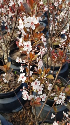 Prunus x cistena/Prunier des sables/Conteneur de 7 à 10 litres