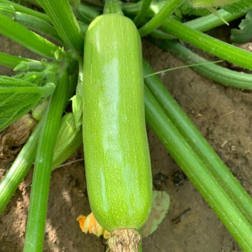 semillas de calabacín orgánicas - jardín oficina raras resistentes 30pcs