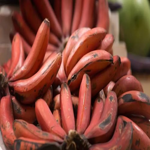 100 semi di banana rossa