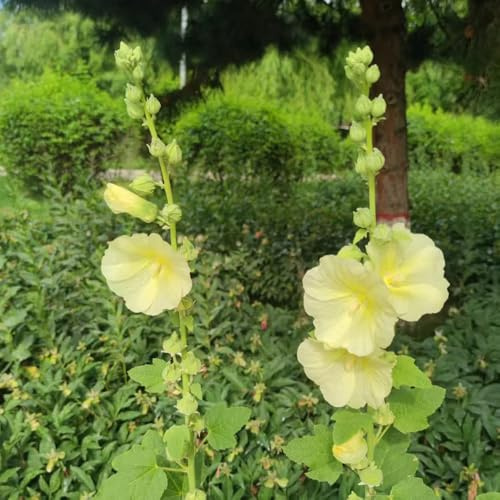 malvarosa malvarosa - giardino, balcone ombra semi di selvatici rampicanti, giardino roccioso balcone, in vaso primaverili, resistenti in 450semi