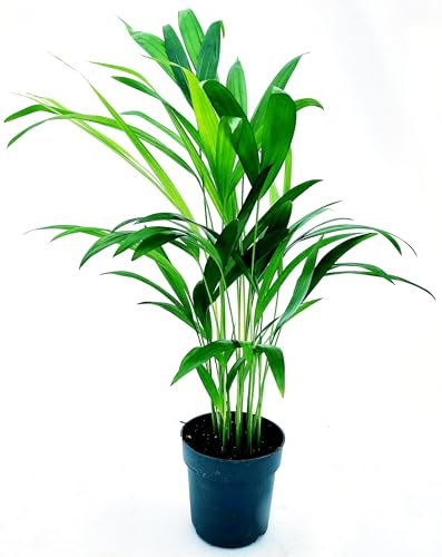 POWERS TO FLOWERS - ARECA VASO 12CM DIAMETRO, ALTEZZA 45CM, piante vere