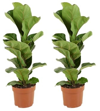 Bloomique - 2er Set - Ficus Lyrata Bambino - Geigenfeige - Zimmerpflanzen - Pflegeleicht - Luftreinigend - Höhe 30-40 cm - Topf 12 cm