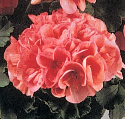 Geranium Salmon Starter Plant, Spectacular Flowers