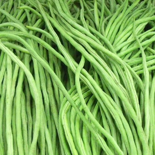 PlantiCo Haricots longs chinois 2,5g Graines Robustes Graines de Légumes Graines de Culture Serre Jardin Potager