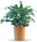 Bloomify® Eukalyptus Pflanze Eugen | 30 bis 60 cm großer winterharter Eucalyptus | pflegeleichte, echte Eukalyptuspflanze für Balkon, Terasse oder Garten | herrlicher Duft