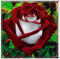 Rosen Zwiebeln-Winterhart Mehrjährig Rosen Pflanzen Rosen Pflanzen Winterhart Rosenrhizom Rosenzwiebel Rosenpflanze Rose Pflanze Pflanzen Winterhart Pfingstrosen Pflanzen Winterhart-1zwiebeln-h