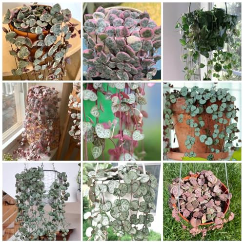300 Pcs Kletternde Leuchterblume Samen - Pflanzen Hängend, Ranke Kletterpflanzen (Ceropegia Woodii) Winterharte Pflanzen Für Balkon, Sukkulenten Samen Winterharte Pflanzen Für Garten,